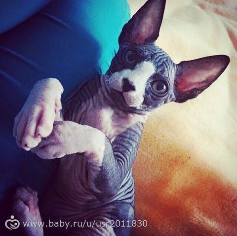 Сфинксомама или мои впечатления спустя время..