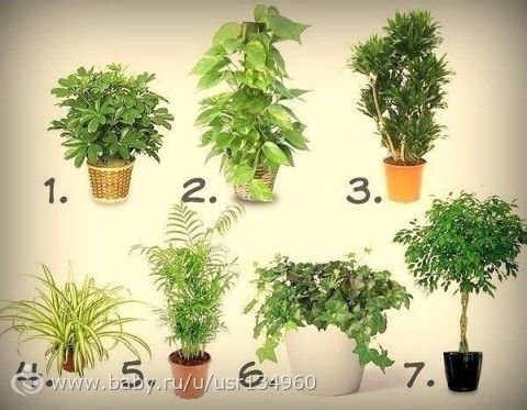 7 лучших растений для очистки воздуха внутри помещения