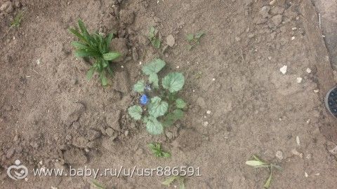 Кто знает, что это за цветок?