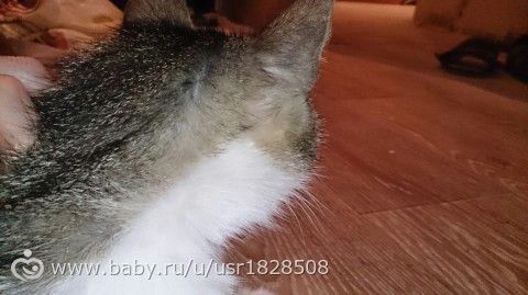 Кошка