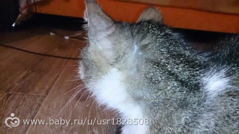 Кошка