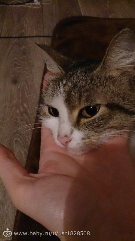 Кошка