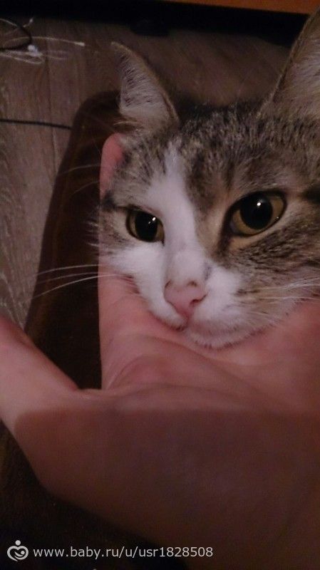 Кошка
