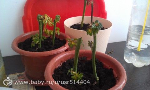 что же дальше делать?