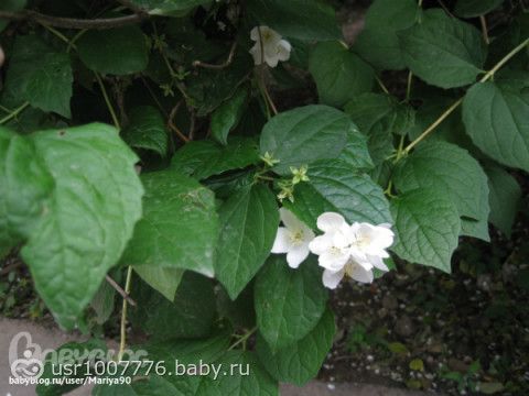 Перенесу посты про бабушку....(Еще бы не было этих надписей на фото!)