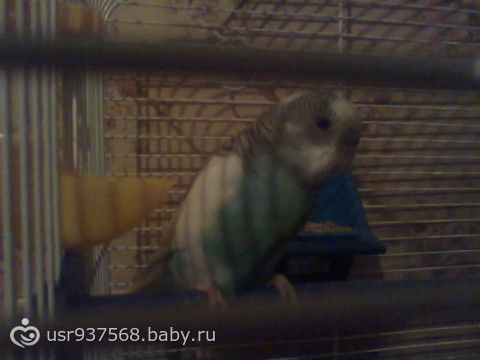Забыла показаь нашего нового члена семьи)