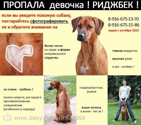 Пропала собака! Вознаграждение 150 тысяч!